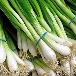 ባሮ ሽንኩርት/ Green Onions