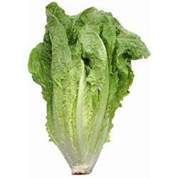 ሰላጣ / Lettuce
