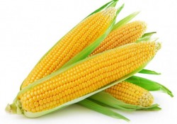 በቆሎ / Corn
