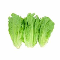 ሰላጣ / Lettuce