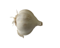 ነጭ ሽንኩርት - ድቅል / Garlic - Mixed