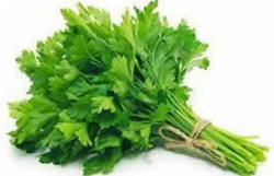 የድምብላል ቅጠል / Coriander Leaves