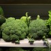 Local - Broccoli