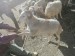 Live Sheep -  ምርጥ ያልታረደ በግ (Addis Ababa, Gondar & Bahir Dar)