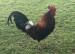 ሙሉ ያልታረደ ዶሮ / Live Rooster / Hen