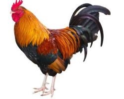 ሙሉ ያልታረደ ዶሮ / Live Rooster / Hen / Chicken