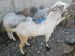 Live Goat - ጥራት ያለው ያልታረደ ፍየል (Addis Ababa, Gondar & Bahir Dar)